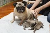 パグ【広島県・男の子・2025年9月10日・フォーン】の写真9