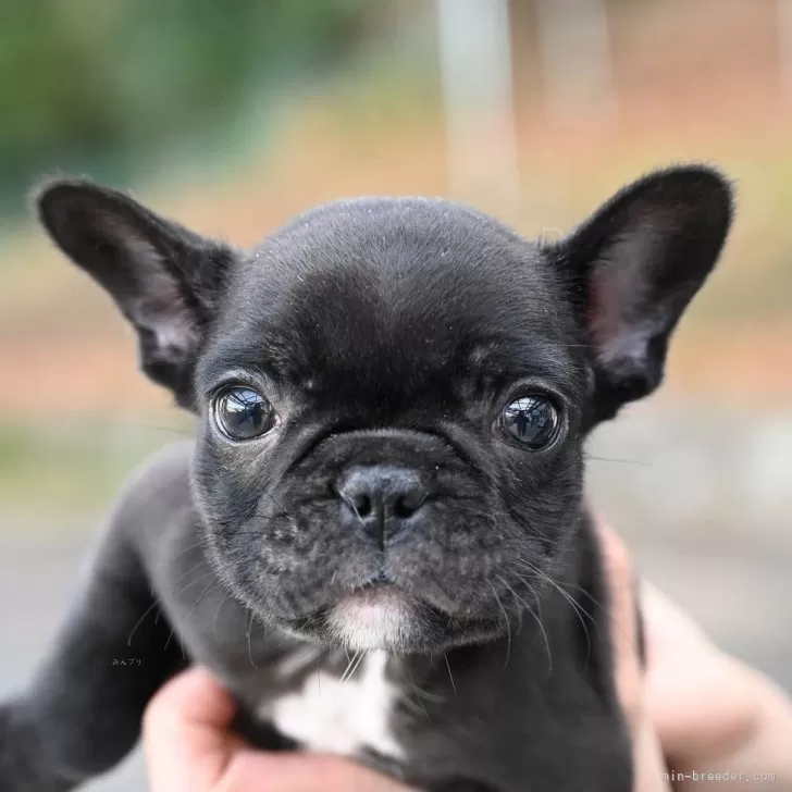 ID：2312-03247の子犬