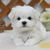 マルチーズ【広島県・男の子・2024年4月16日・ホワイト】の写真1