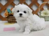 マルチーズ【広島県・男の子・2024年4月16日・ホワイト】の写真3