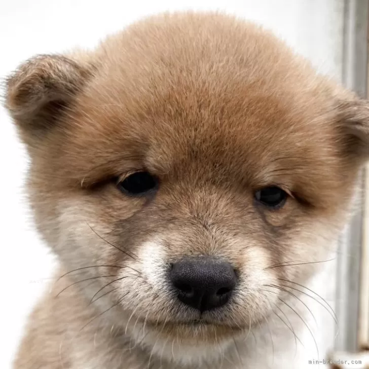 ID:2504-07252の子犬