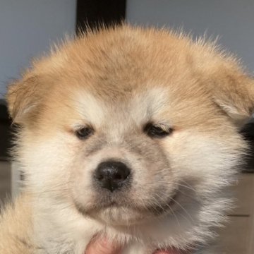 秋田犬【熊本県・男の子・2025年1月5日・赤】の写真「優しい顔の男の子です。」