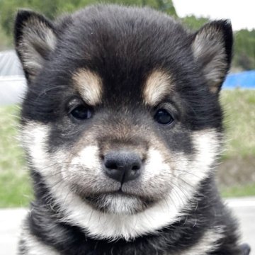 柴犬(豆柴)【熊本県・女の子・2025年3月17日・黒】の写真「はっきりした顔立ちの女の子です。」