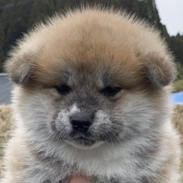 秋田犬【熊本県・女の子・2025年2月15日・赤】の写真「優しい顔の女の子です。」