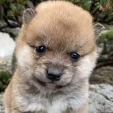 豆柴【熊本県・女の子・2024年11月10日・赤】の写真1