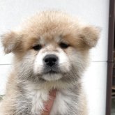 秋田犬