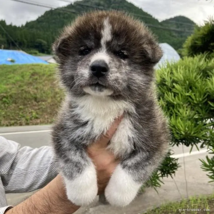 ID:2207-03543の子犬