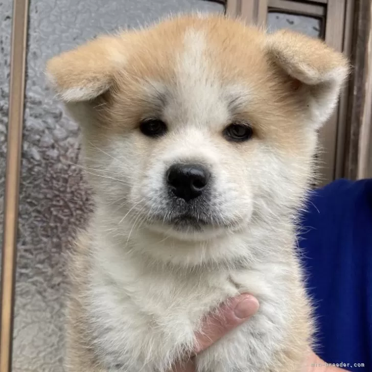 ID：2401-01648の子犬