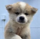 秋田犬【熊本県・女の子・2023年8月6日・赤】の写真1「9／16撮影」