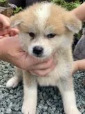 秋田犬【熊本県・女の子・2023年8月6日・赤】の写真3「9／16撮影」