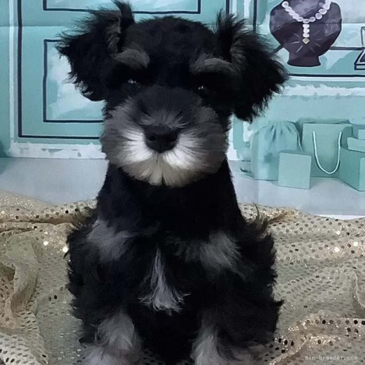 ID:2312-06593の子犬