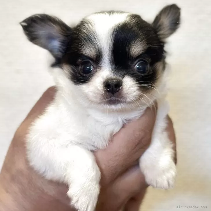 ID:2508-05210の子犬