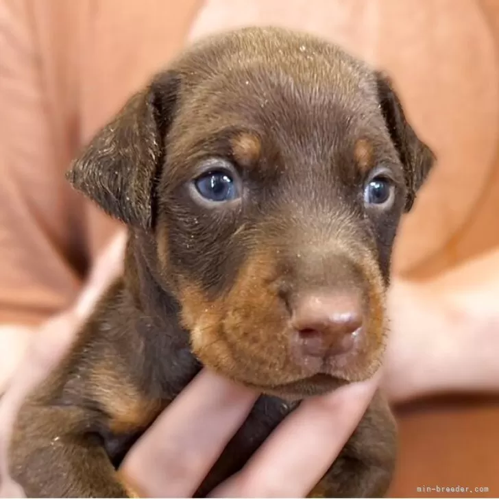 Y 様のお迎えした子犬