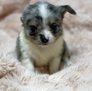 チワワ(ロング)【愛知県・男の子・2025年9月25日・ブルーマール】の写真「兄妹の中で一番大きいおっとりさん！」