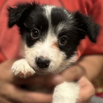 ボーダーコリー【愛知県・女の子・2024年9月19日・ブラック&ホワイト】の写真「【11月12日掲載終了！】最終値下げ！」