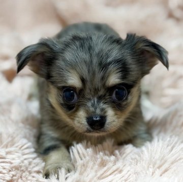 チワワ(ロング)【愛知県・女の子・2025年9月25日・ブルーマール】の写真「パッチリおめめ」