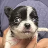 チワワ(ロング)