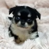 チワワ(ロング)【愛知県・女の子・2025年9月25日・ブラックタン&ホワイト】の写真1