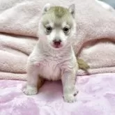 シベリアンハスキー