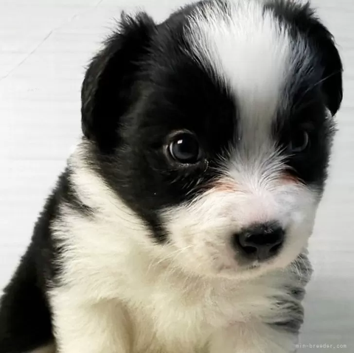 ID：2403-04272の子犬