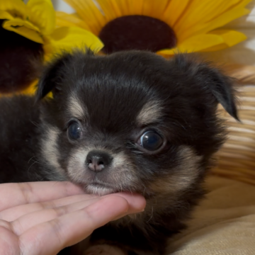 チワワ(ロング)【岐阜県・男の子・2024年11月20日・ブラックタン&ホワイト】の写真「お顔がしっかりしていてイケメンくん♡」