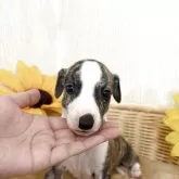 ウィペット