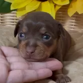 チワピン(チワワ×ミニチュアピンシャー)【岐阜県・女の子・2025年1月26日・チョコレート&タン】の写真1「眉毛が可愛い♡」