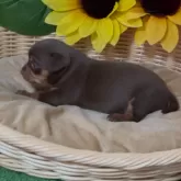 チワピン(チワワ×ミニチュアピンシャー)【岐阜県・女の子・2025年1月26日・チョコレート&タン】の写真4「ムチムチな安心体型です！！」