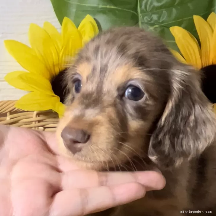 ID:2405-04625の子犬
