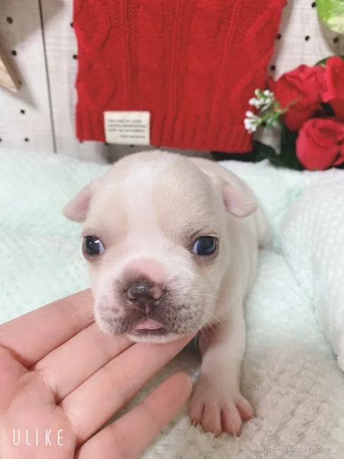 ID：2108-04052の子犬