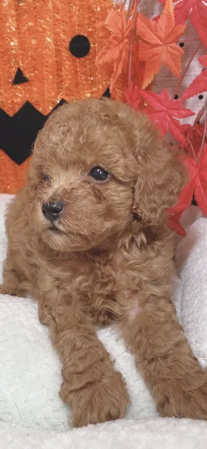 ID:2110-03816の子犬