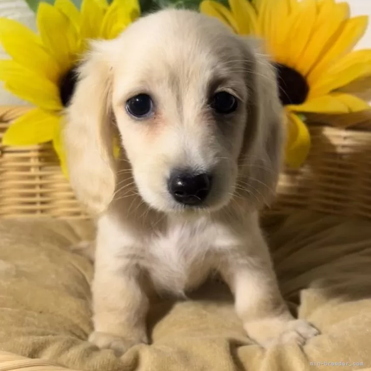 ID：2407-04904の子犬