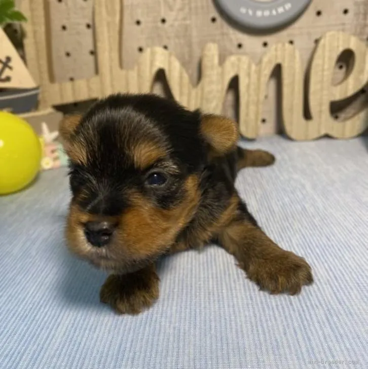 ID：2206-01672の子犬