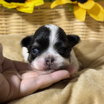 チワワ(ロング)【岐阜県・男の子・2024年5月2日・ブラックタン&ホワイト】の写真「目が開いたばかりで可愛いウシ柄ちゃん♡」