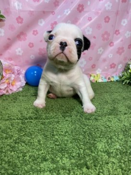 フレンチブルドッグ【岐阜県・女の子・2022年4月1日・パイド】の写真「白黒の牛柄ちゃん♡」