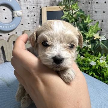 マルプー(マルチーズ♀✖️トイプードル♂)【岐阜県・女の子・2022年8月26日・アプリコット】の写真「物凄くおっとりした女の子です♡」