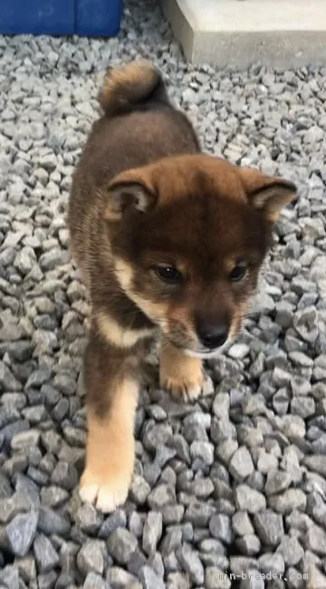 ID：2010-03577の子犬