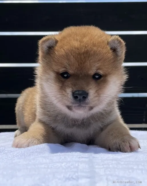 ID：2105-02496の子犬