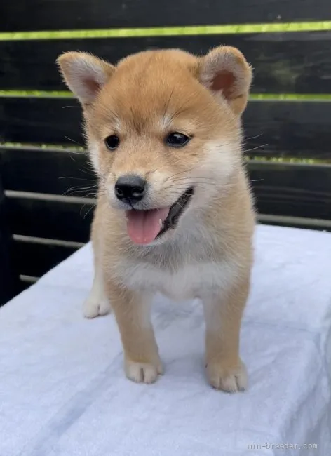 ID：2108-02905の子犬