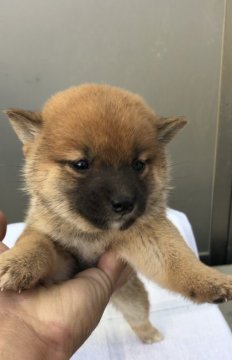 柴犬(標準サイズ)【愛媛県・女の子・2020年9月28日・赤】の写真「元気な女の子」