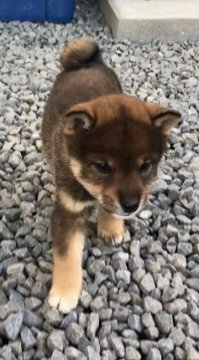 柴犬(標準サイズ)【愛媛県・男の子・2020年9月15日・胡麻】の写真「希少な胡麻色の男の子です。」