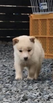 柴犬(標準サイズ)【愛媛県・男の子・2020年9月15日・淡赤】の写真「人懐っこい男の子です。」