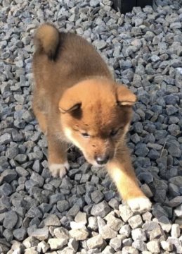 柴犬(標準サイズ)【愛媛県・女の子・2020年9月15日・赤】の写真「小さな女の子です。」