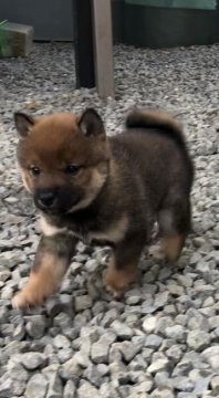 柴犬(標準サイズ)【愛媛県・女の子・2020年10月11日・胡麻】の写真「サイズは他の子より小さめな女の子です。」