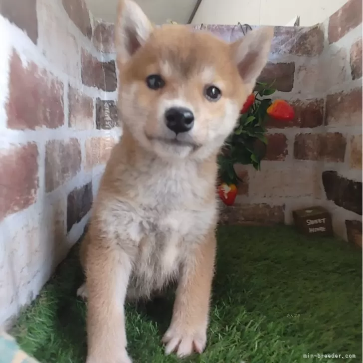 ID：2411-00099の子犬