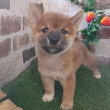 柴犬(標準サイズ)【鹿児島県・男の子・2025年8月8日・赤】の写真「もふもふコロコロの赤柴男子♪」
