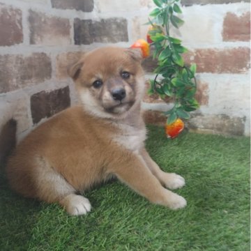 柴犬(標準サイズ)【鹿児島県・女の子・2025年9月30日・赤】の写真「もふもふコロコロの赤柴女子♪」