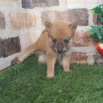 柴犬(豆柴)【鹿児島県・女の子・2025年9月11日・赤】の写真「豆柴認定犬の両親から産まれた小柄な豆柴女子」