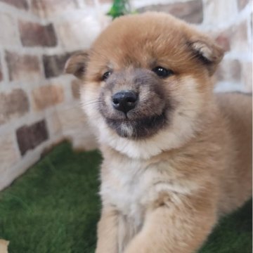 柴犬(標準サイズ)【鹿児島県・女の子・2025年11月2日・赤】の写真「コロコロまん丸タヌキちゃん♪」