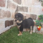 柴犬(標準サイズ)